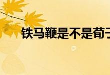 鐵馬鞭是不是荀子（鐵馬鞭是什么樹）