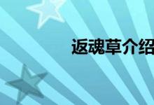 返魂草介紹（返魂草作用）