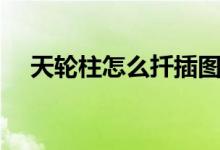 天輪柱怎么扦插圖解（天輪柱怎么扦插）