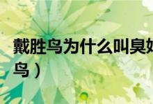 戴勝鳥為什么叫臭姑姑呢（戴勝鳥為什么是禁鳥）
