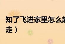 知了飛進(jìn)家里怎么趕走（知了飛進(jìn)家里怎么趕走）
