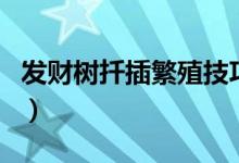 發(fā)財樹扦插繁殖技巧（發(fā)財樹扦插繁殖方法圖）