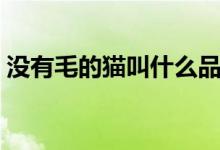 沒有毛的貓叫什么品種（沒有毛的貓叫什么）