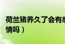 荷蘭豬養(yǎng)久了會有感情嗎（荷蘭豬會和人有感情嗎）