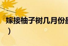 嫁接柚子樹幾月份最好（嫁接柚子樹幾年結(jié)果）