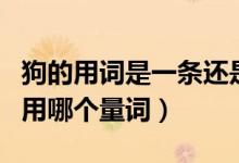 狗的用詞是一條還是一只（一條狗還是一只狗用哪個量詞）
