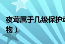 夜鶯屬于幾級保護(hù)動(dòng)物（夜游鳥是幾級保護(hù)動(dòng)物）