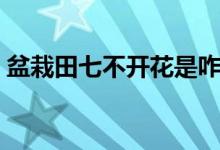 盆栽田七不開花是咋回事（盆栽田七怎么養(yǎng)）