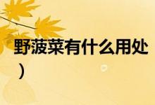 野菠菜有什么用處（野菠菜和普通菠菜的區(qū)別）