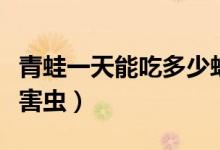 青蛙一天能吃多少蚊子（青蛙一天能吃多少只害蟲）