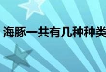 海豚一共有幾種種類（海豚一共有多少種類）