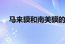 馬來貘和南美貘的區(qū)別（馬來貘的特點）