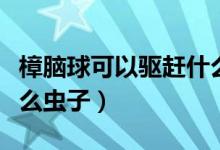 樟腦球可以驅(qū)趕什么蟲子（樟腦球可以驅(qū)趕什么蟲子）