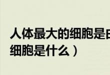 人體最大的細(xì)胞是由什么產(chǎn)生的（人體最大的細(xì)胞是什么）