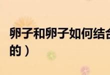 卵子和卵子如何結(jié)合（精子和卵子是怎么結(jié)合的）