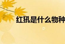 紅犼是什么物種（紅犼是什么動物）