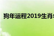 狗年運程2019生肖年運（分析的太透徹了）