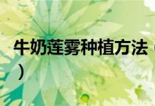 牛奶蓮霧種植方法（牛奶蓮霧種植的詳細(xì)步驟）