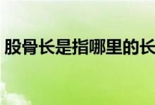 股骨長(zhǎng)是指哪里的長(zhǎng)度（股骨的長(zhǎng)度是多少）
