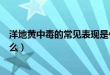 洋地黃中毒的常見表現(xiàn)是什么（洋地黃中毒的常見表現(xiàn)是什么）