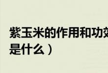 紫玉米的作用和功效（紫玉米的功效與作用點(diǎn)是什么）