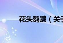 花頭鸚鵡（關(guān)于花頭鸚鵡的介紹）