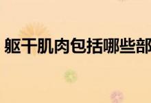 軀干肌肉包括哪些部位（軀干肌肉包括哪些）