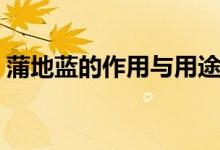 蒲地藍(lán)的作用與用途（蒲地藍(lán)的作用與功效）