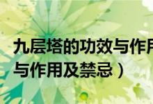 九層塔的功效與作用及禁忌癥（九層塔的功效與作用及禁忌）