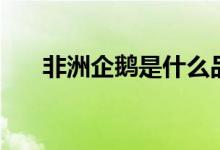 非洲企鵝是什么品種（非洲企鵝簡述）