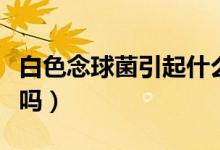 白色念球菌引起什么?。ò啄钋蚓腥臼切圆幔?class=