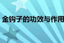 金鉤子的功效與作用（金鉤子的功效與作用）