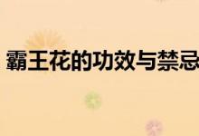 霸王花的功效與禁忌（霸王花的功效與禁忌）