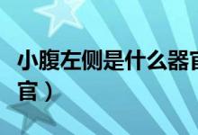 小腹左側(cè)是什么器官圖解（小腹左側(cè)是什么器官）