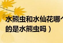 水熊蟲和水仙花哪個生命力更強(qiáng)（生命力最強(qiáng)的是水熊蟲嗎）