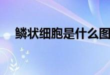 鱗狀細(xì)胞是什么圖片（鱗狀細(xì)胞是什么）