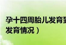 孕十四周胎兒發(fā)育到什么程度（孕十四周胎兒發(fā)育情況）