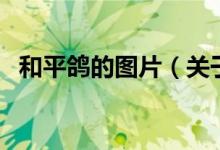 和平鴿的圖片（關(guān)于和平鴿的圖片的介紹）