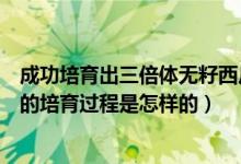 成功培育出三倍體無籽西瓜至少需要幾年（三倍體無籽西瓜的培育過程是怎樣的）
