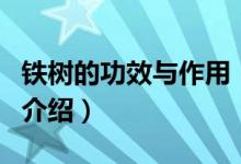 鐵樹(shù)的功效與作用（關(guān)于鐵樹(shù)的功效與作用的介紹）