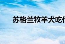 蘇格蘭牧羊犬吃什么（吃的食物介紹）