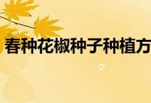 春種花椒種子種植方法（花椒種植方法分享）