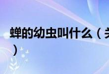 蟬的幼蟲叫什么（關于蟬的幼蟲叫什么的介紹）