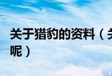 關(guān)于獵豹的資料（關(guān)于獵豹的資料是怎么樣的呢）