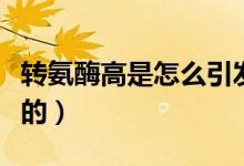 轉氨酶高是怎么引發(fā)的（轉氨酶高是怎么引起的）