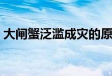 大閘蟹泛濫成災(zāi)的原因（物種入侵是其根源）