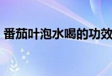 番茄葉泡水喝的功效（番茄葉泡水喝的功效）