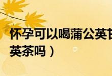 懷孕可以喝蒲公英甘草水嗎（懷孕可以喝蒲公英茶嗎）