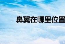 鼻翼在哪里位置圖（鼻翼正確位置）