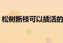 松樹斷枝可以插活的方法（松樹枝扦插生根）